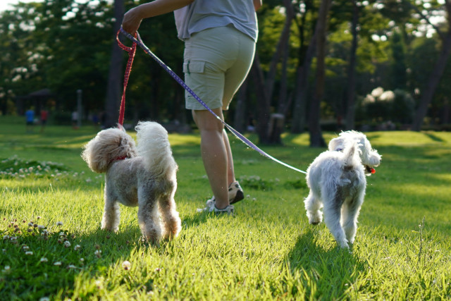 Promo image for Ruff Pooch Lead Walking Training Course showing a man walking two dogs on a lead in a park in a relaxed manner, with the dogs walking calmly beside him.