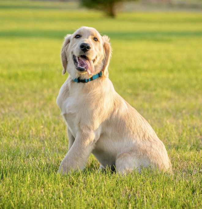 Happy, smiling, adolescent golden retriever sitting on a lawn and looking at the camera.