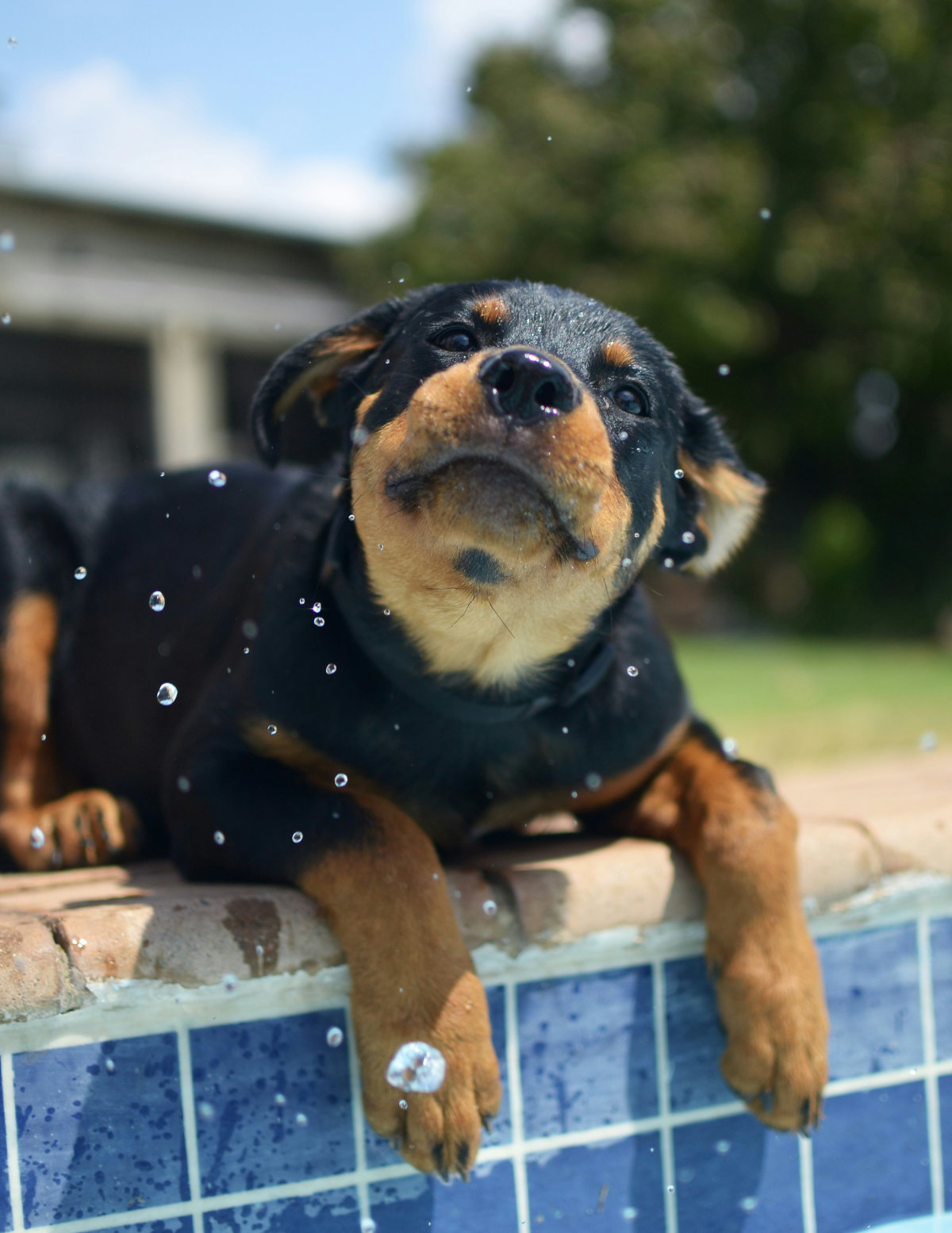 Happy, smiling, adolescent golden retriever sitting on a lawn, tired out from training and playing.