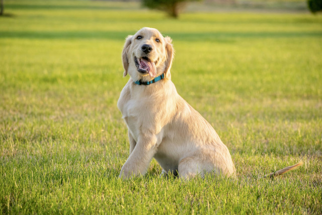 Promo image for Ruff Pooch Teen Tails training course for adolescent pups featuring a happy, adolescent golden retriever puppy sitting on a lawn and looking at the camera
