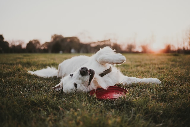 Image of a dog on a walk in his local area